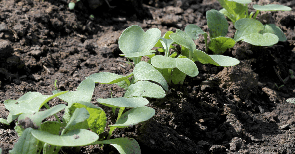 How to Grow an Oak Tree from an Acorn