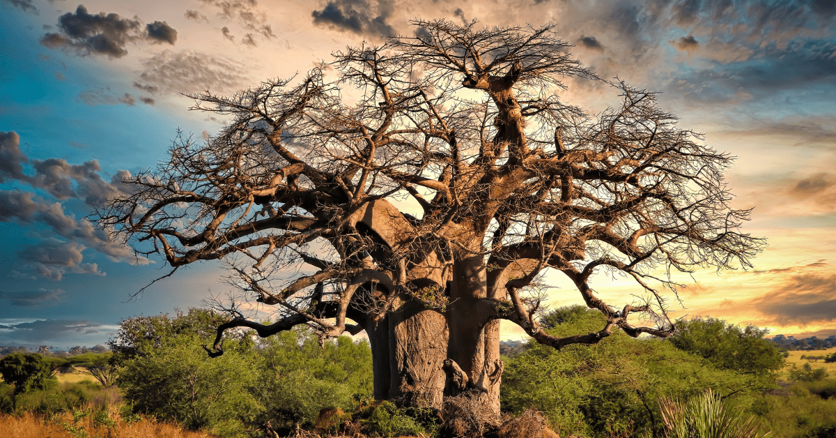 “Mastering the Art of Pronouncing the Baobab Tree”