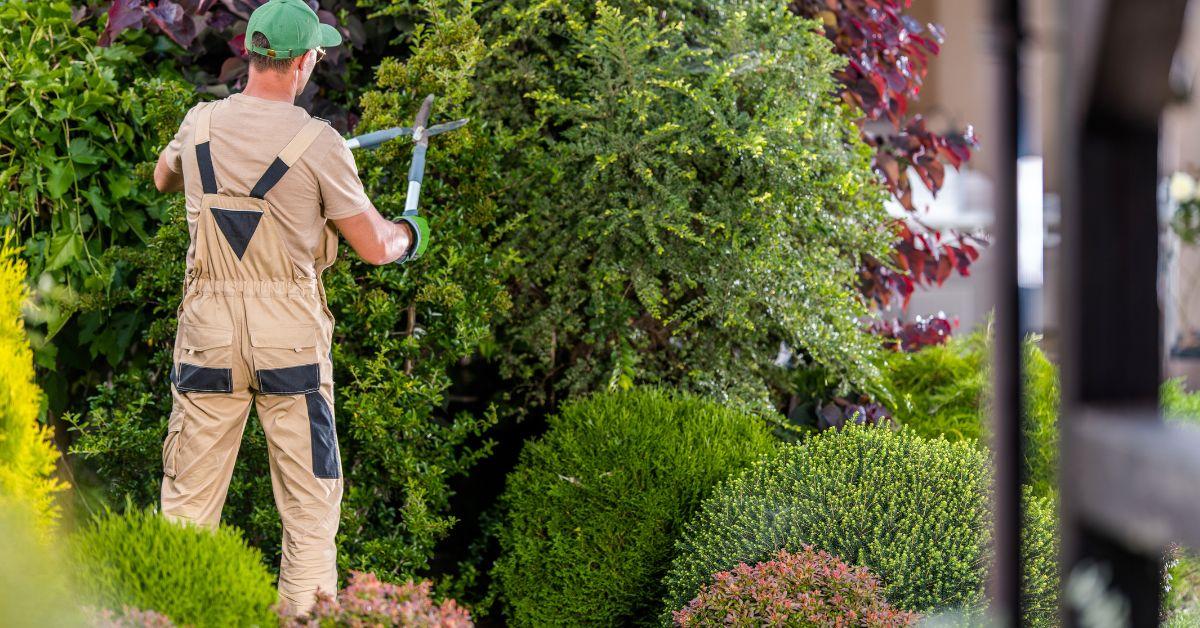 When is the Best Time to Trim Oak Trees in Texas?