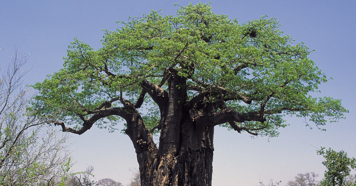 Demystifying Baobab Pronunciation