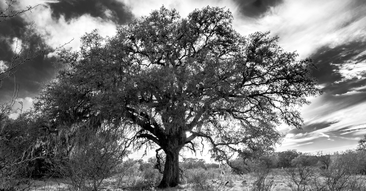 When to Trim Oak Trees in Central Texas