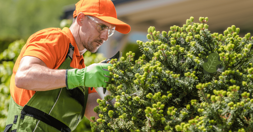 When is it Safe to Trim Oak Trees in Texas?