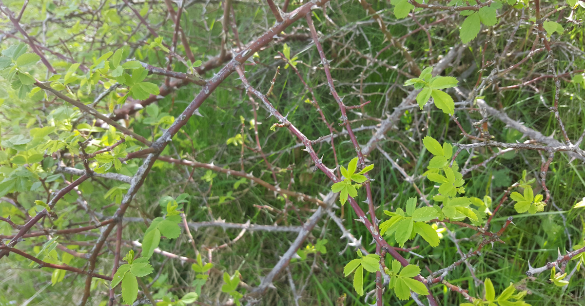 How to Treat a Black Locust Thorn Puncture