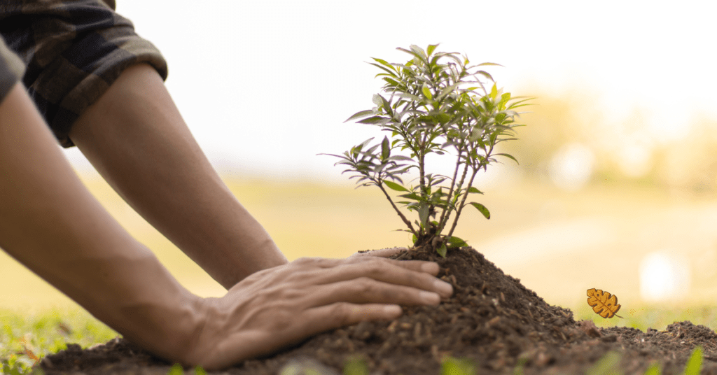 How to Grow an Oak Tree from an Acorn 