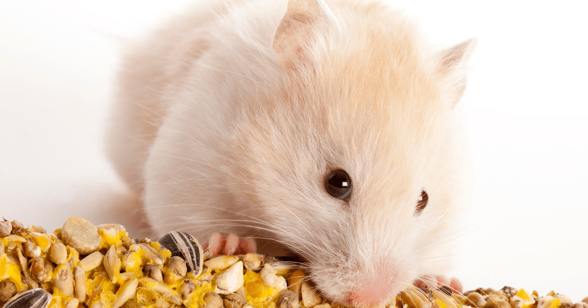 Can Hamsters Eat Pistachios?