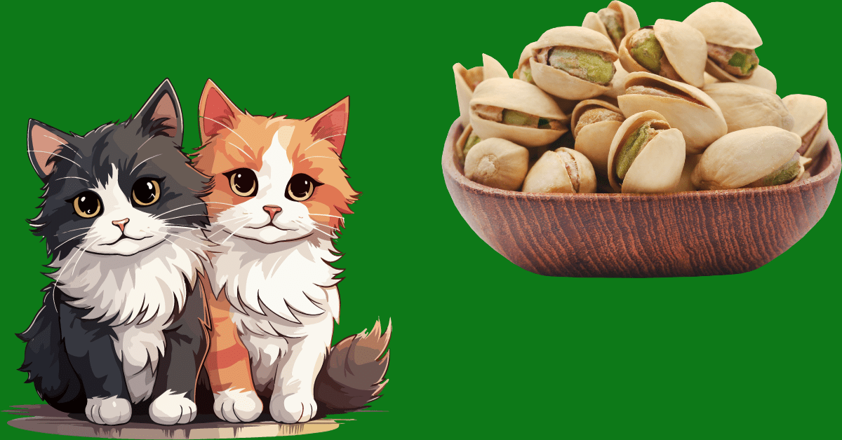 Can Cats Eat Pistachios?