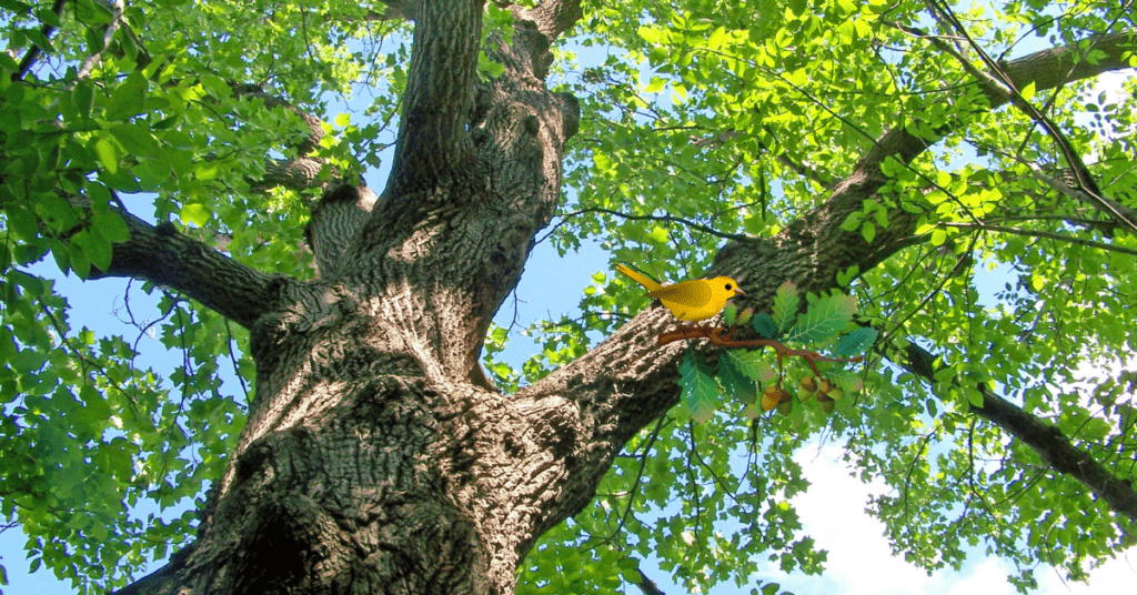 How tall are oak trees?