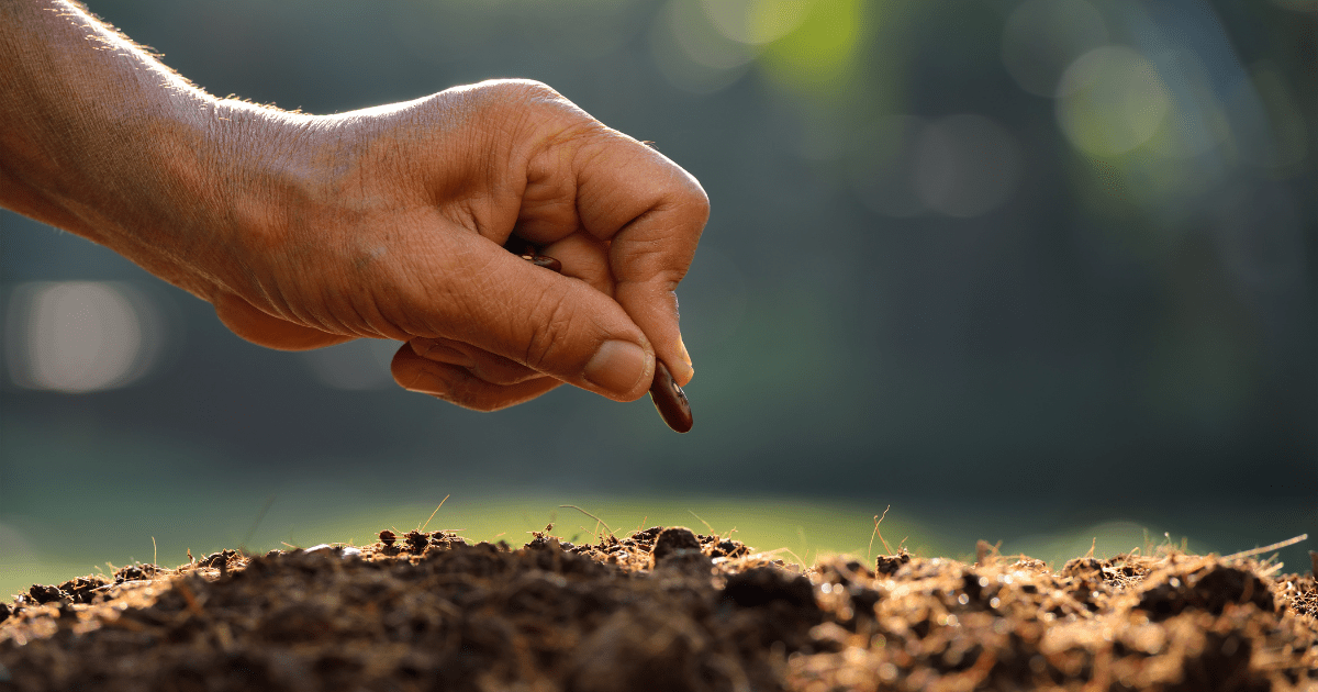 Unlocking the Secrets of Black Walnut Tree Seeds?