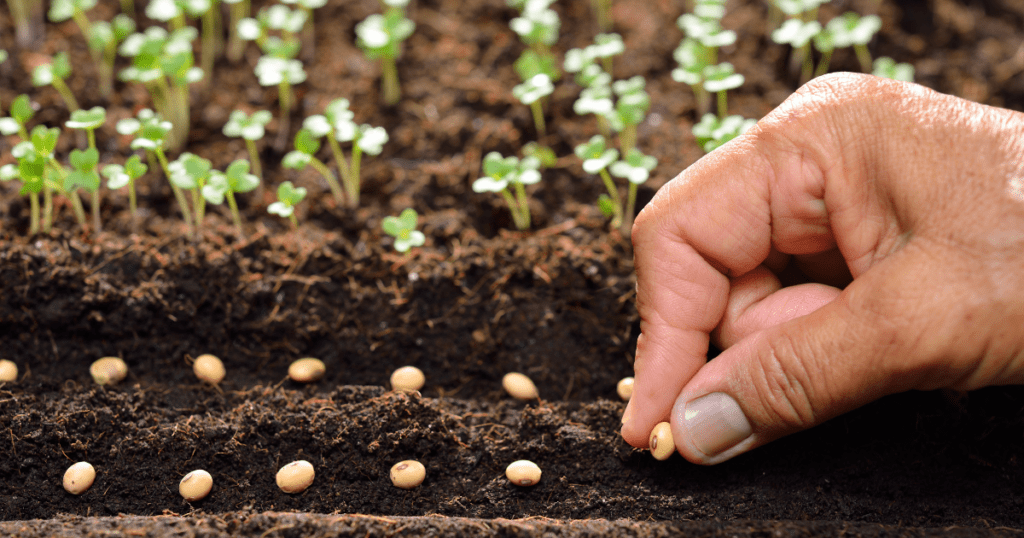 Unlocking the Secrets of Black Walnut Tree Seeds?