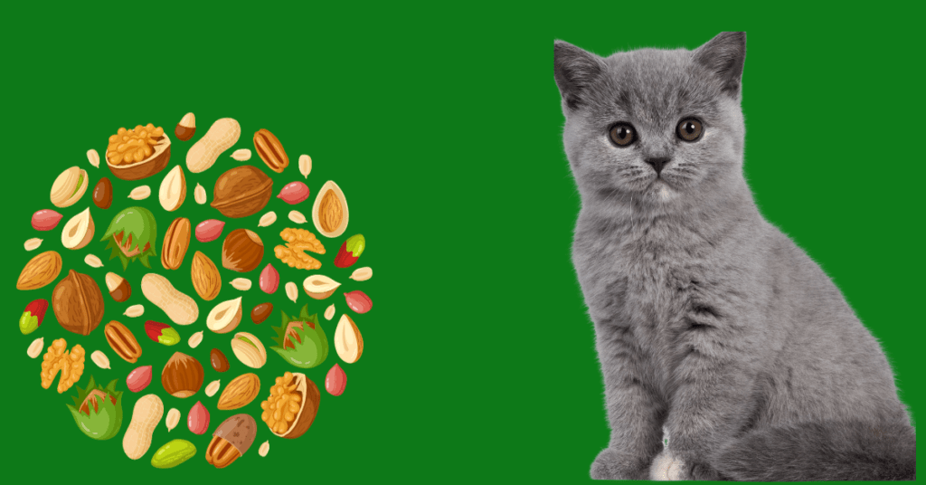 Can Cats Eat Pistachios?