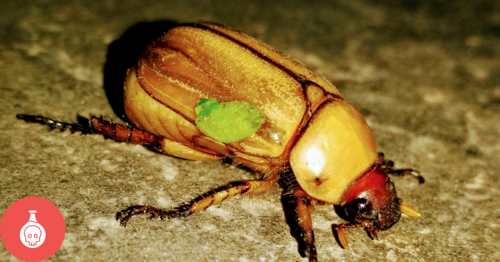 Are Black Locust Trees Poisonous?