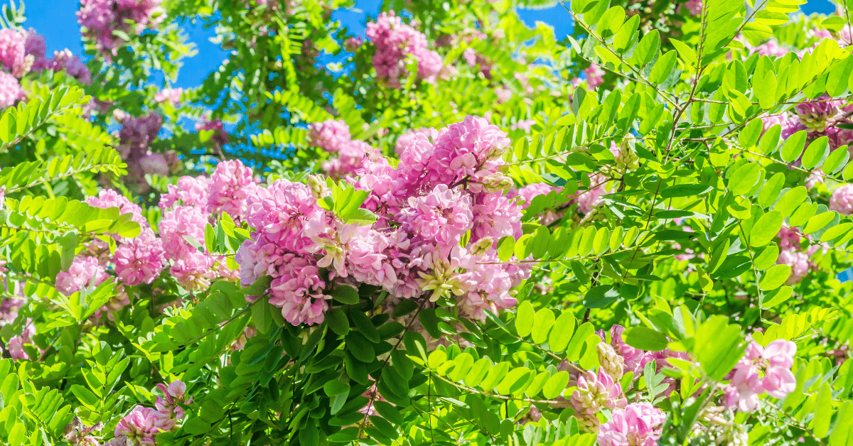 Are black locust trees poisonous?