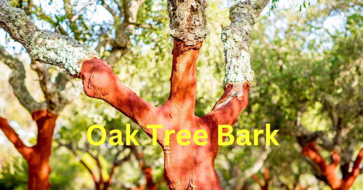 Exploring the Fascinating World of Oak Tree Bark: A Closer Look