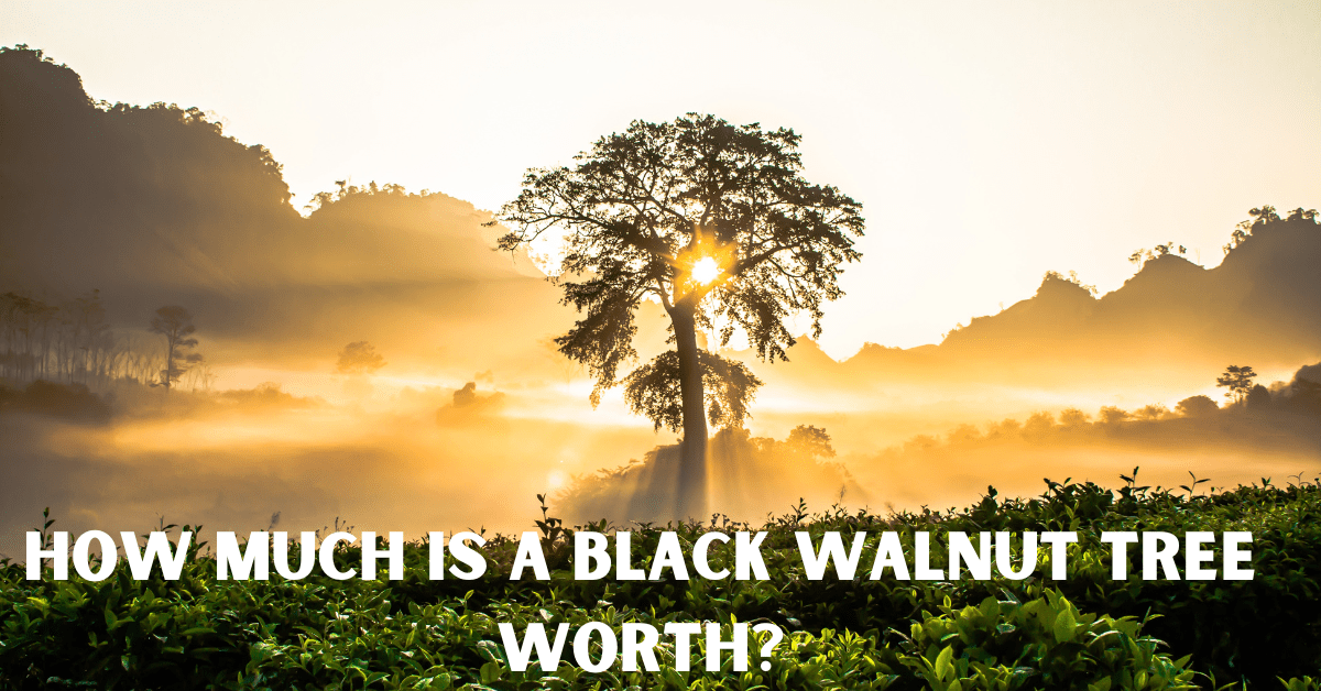 How Much is a Black Walnut Tree Worth?