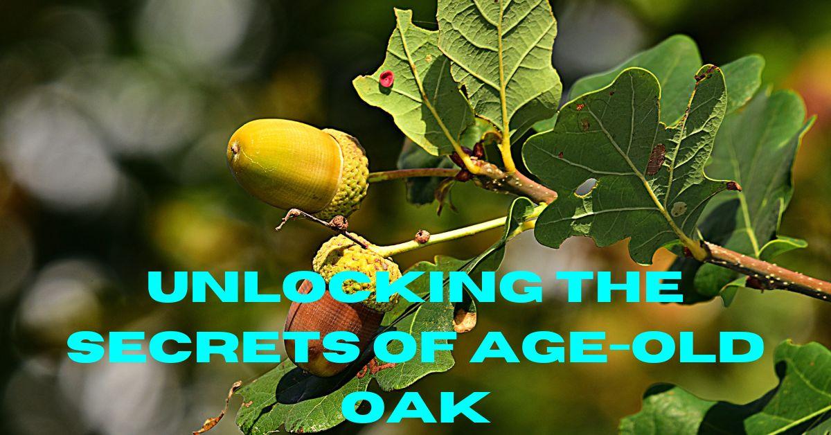 Unlocking the Secrets of Age-Old Oak