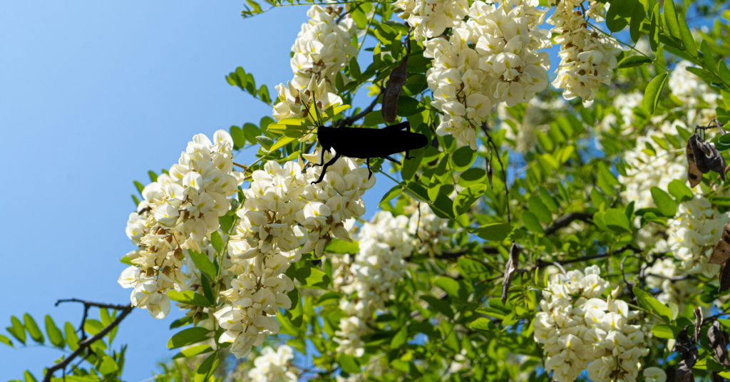 Black Locust Flower,