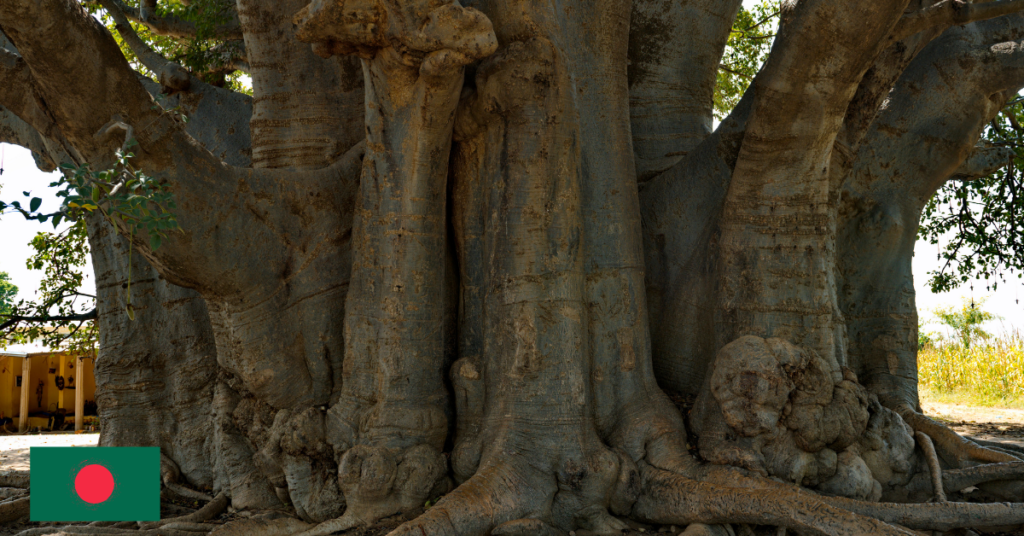 Pronounce Baobab: