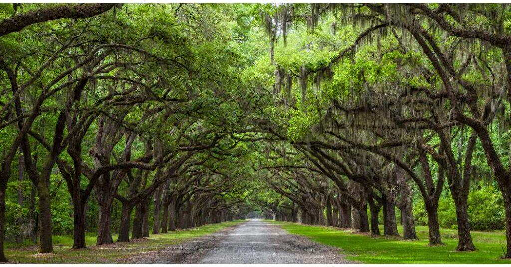 Under the Oak Tree: