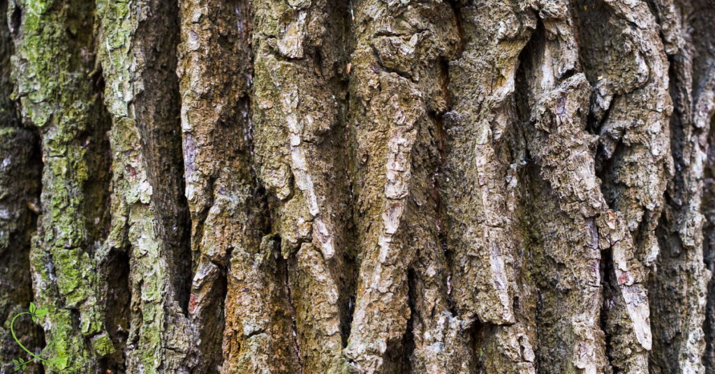 Oak Tree Bark: