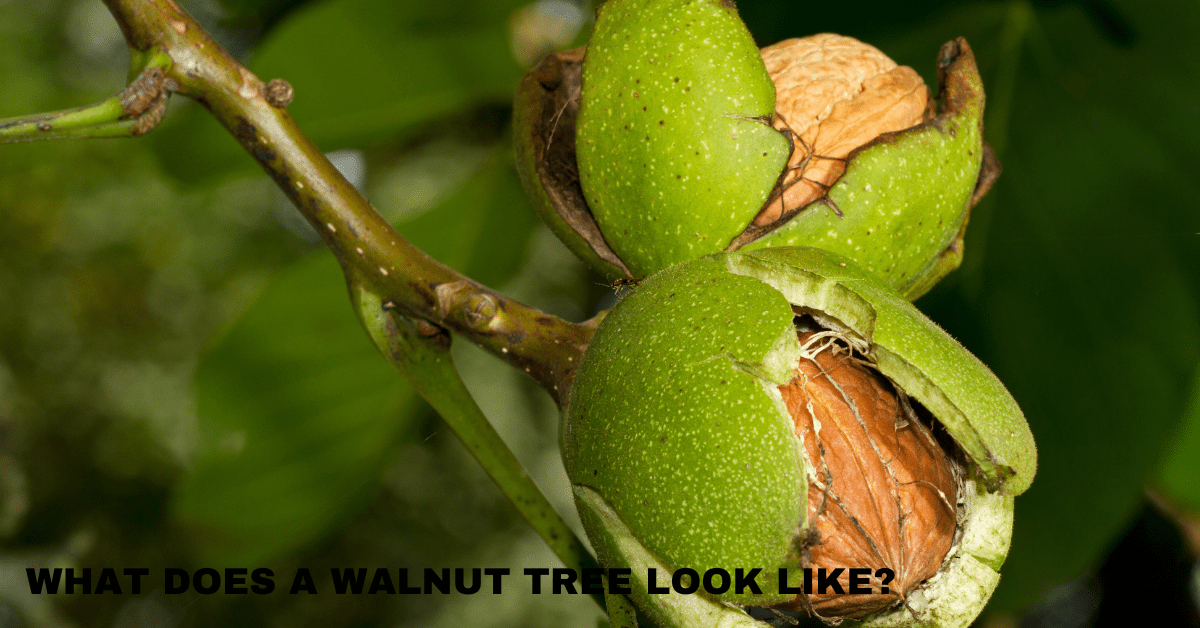 What Does a Walnut Tree Look Like?