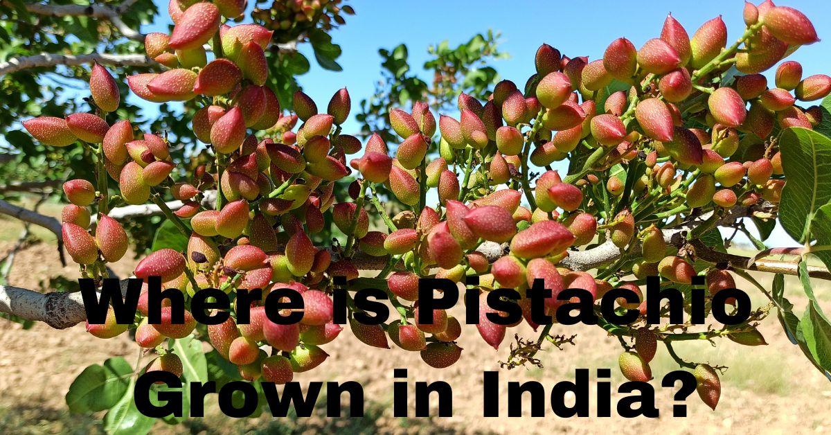 Where is Pistachio Grown in India?