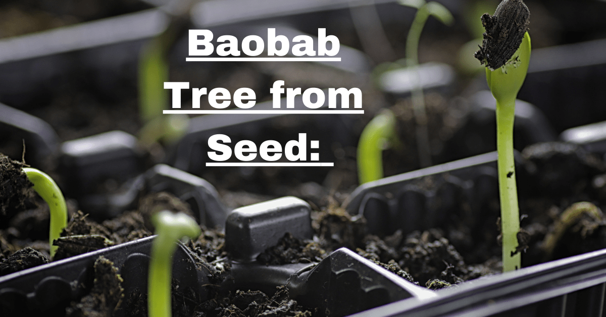 Baobab Tree from Seed: