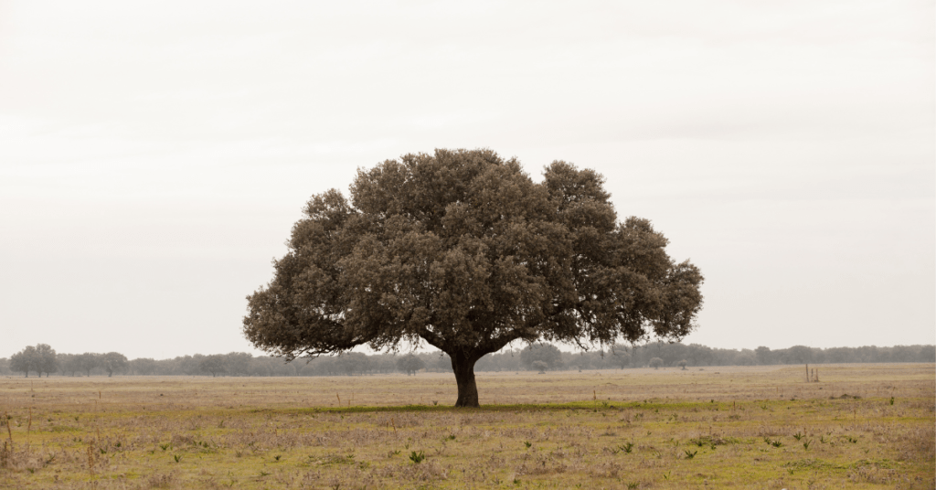 The Location of the Angel Oak Tree