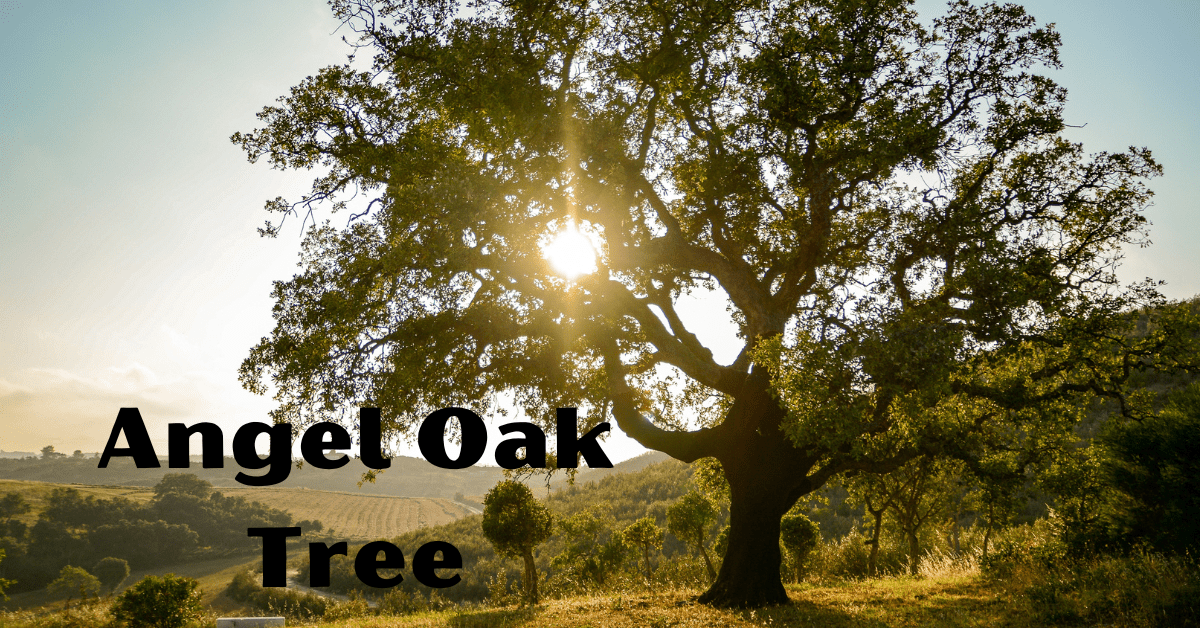 Angel Oak Tree