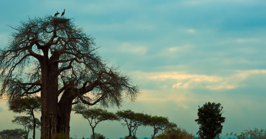 Baobab Tree in India (2)