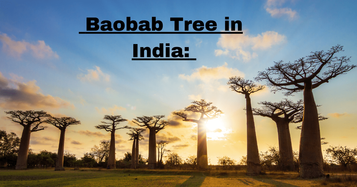 Baobab Tree in India: