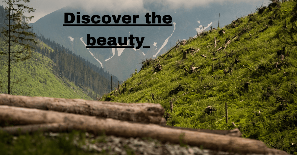 Discover the beauty