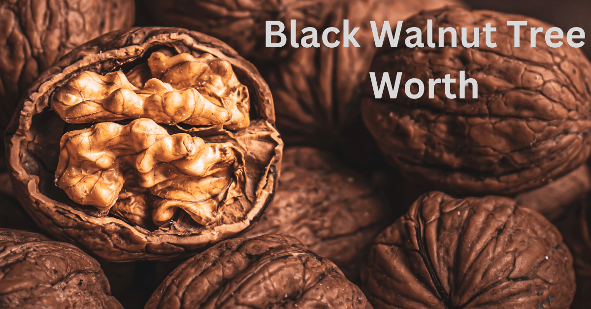 Black Walnut Tree Worth