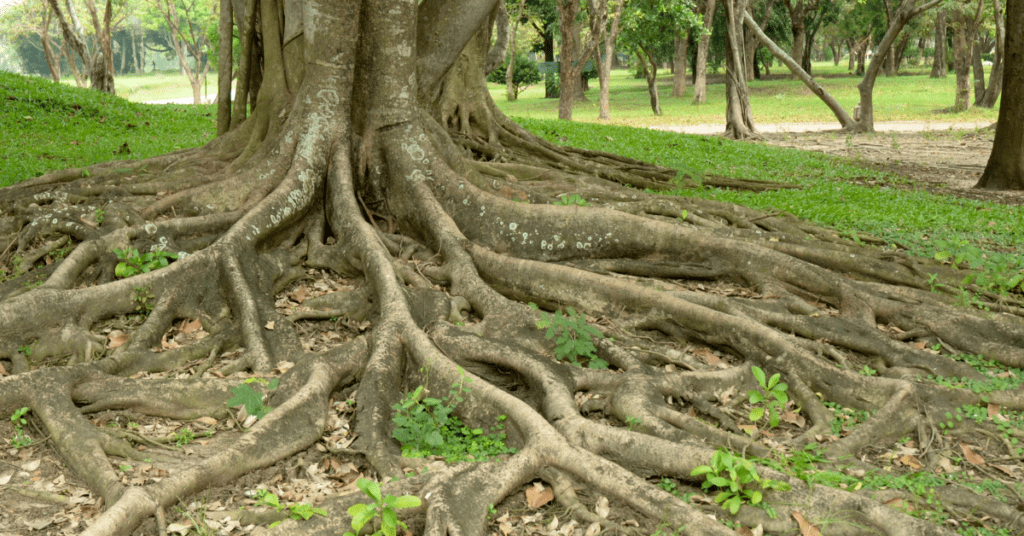 Oak Tree Roots (1)