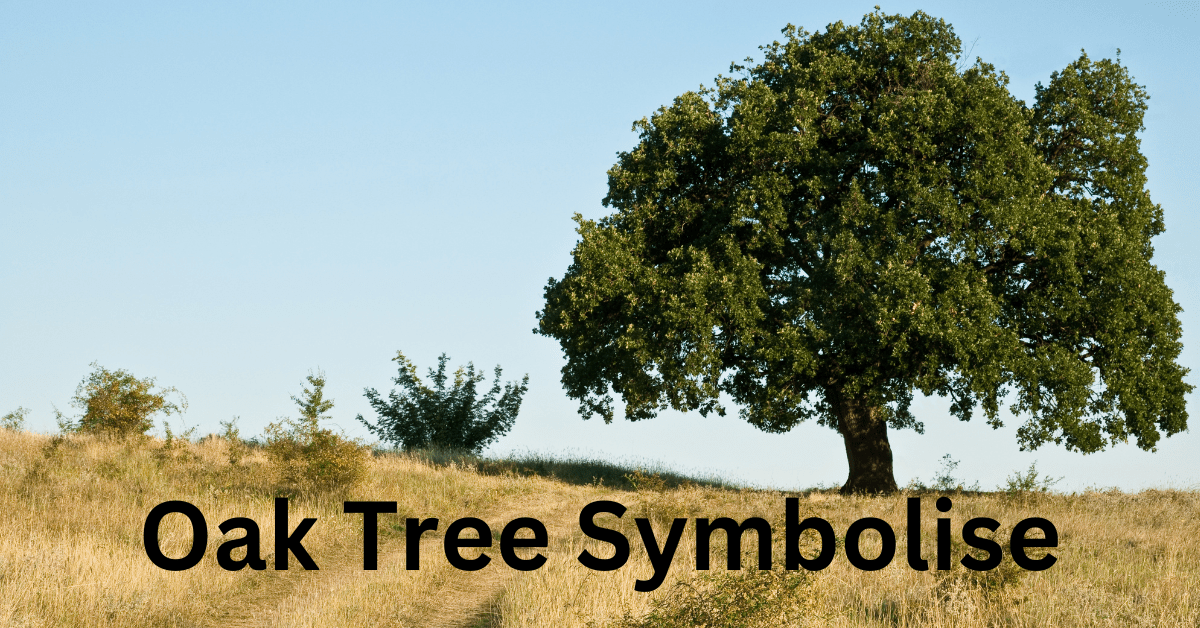 Oak Tree Symbolise