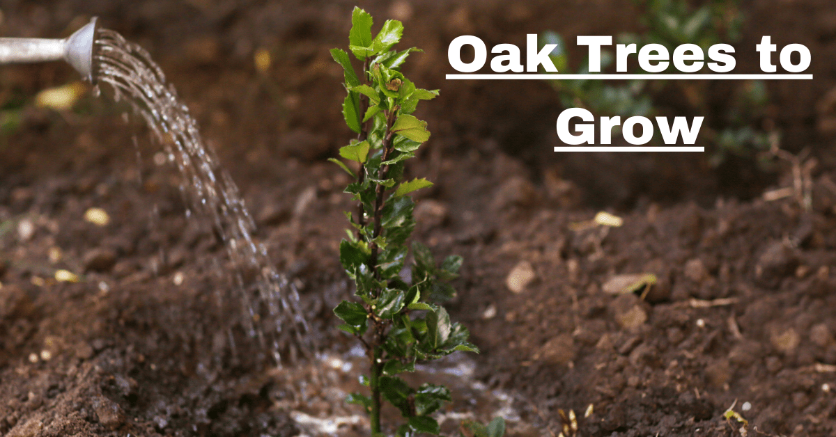 Oak Trees to Grow