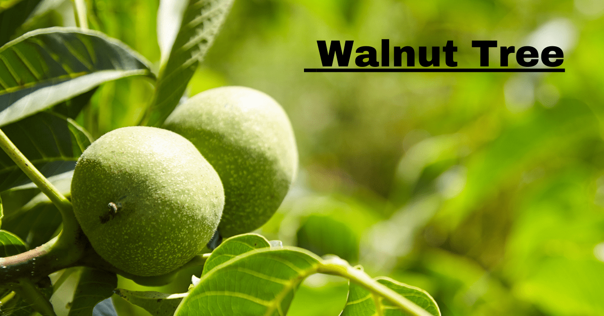 Walnut Tree