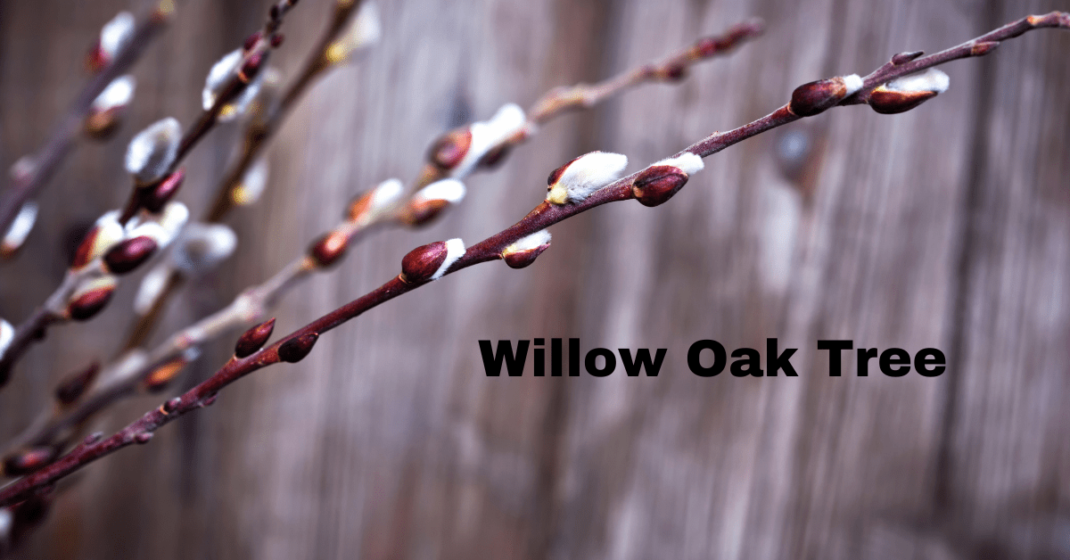 Willow Oak Tree