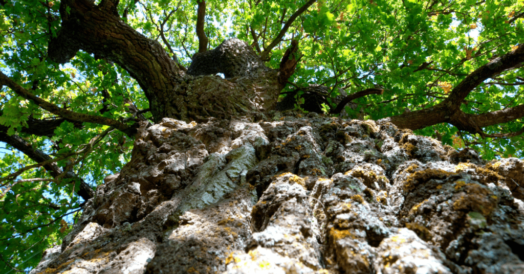 Under the Oak Tree: