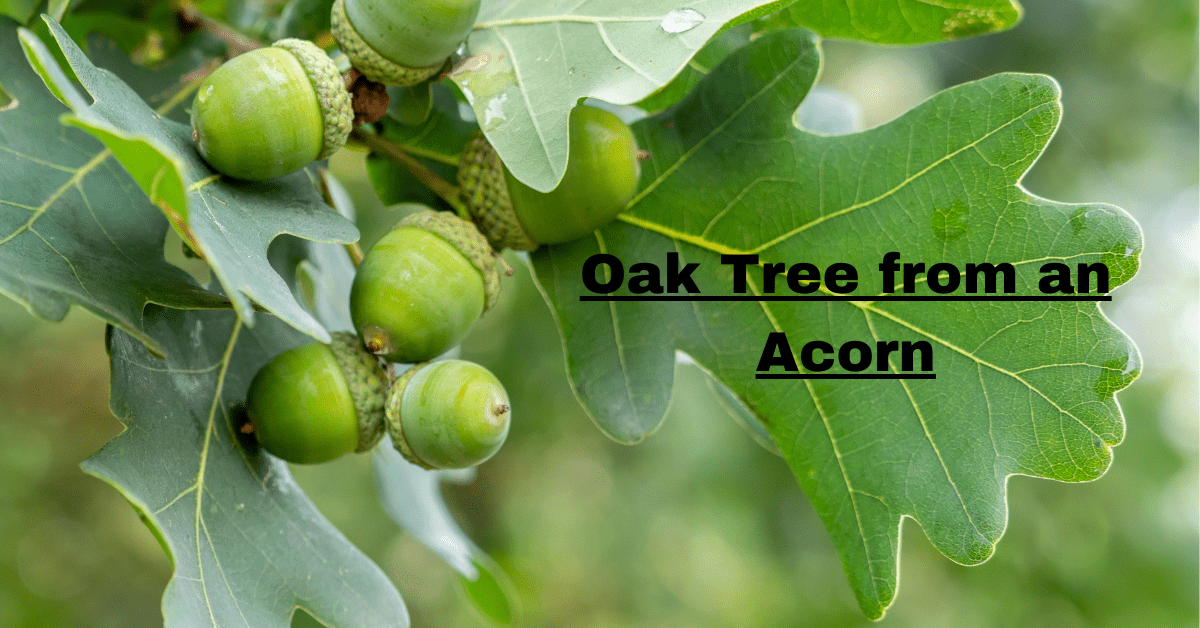 Oak Tree from an Acorn: