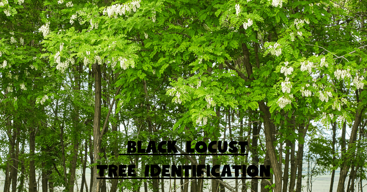 Black Locust Tree Identification