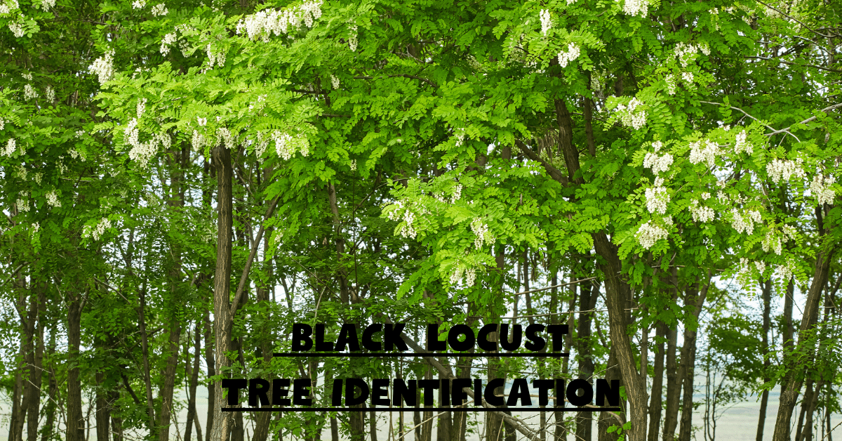 Unveiling the Mystery: Black Locust Tree Identification