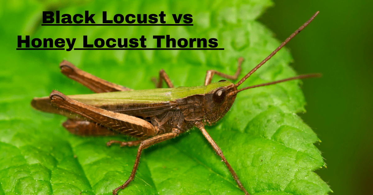 Black Locust vs Honey Locust Thorns: A Comprehensive Comparison ...