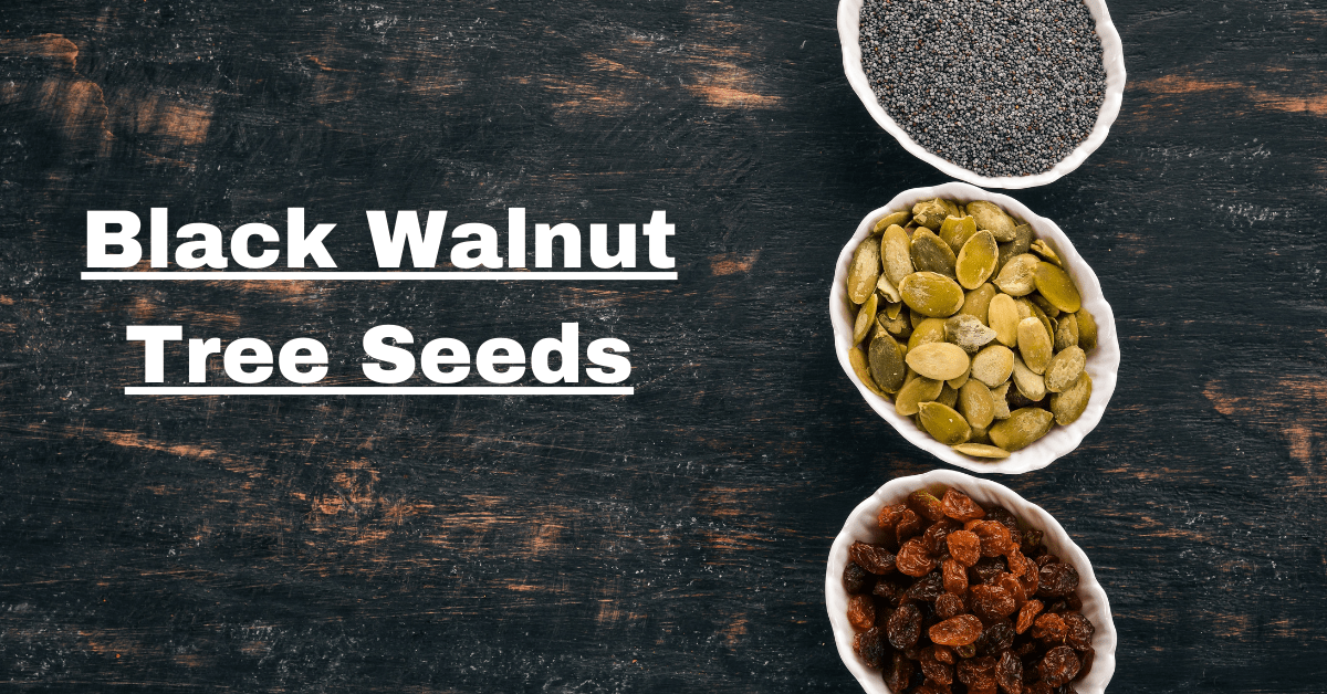 Black Walnut Tree Seeds: