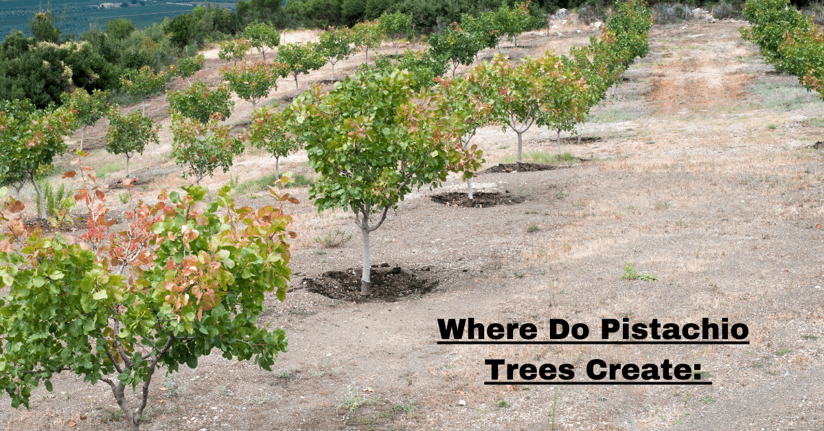 Where Do Pistachio Trees Create: