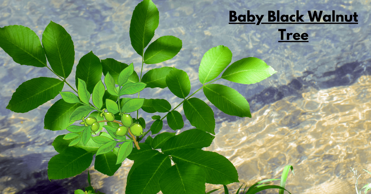 Baby Black Walnut Tree: