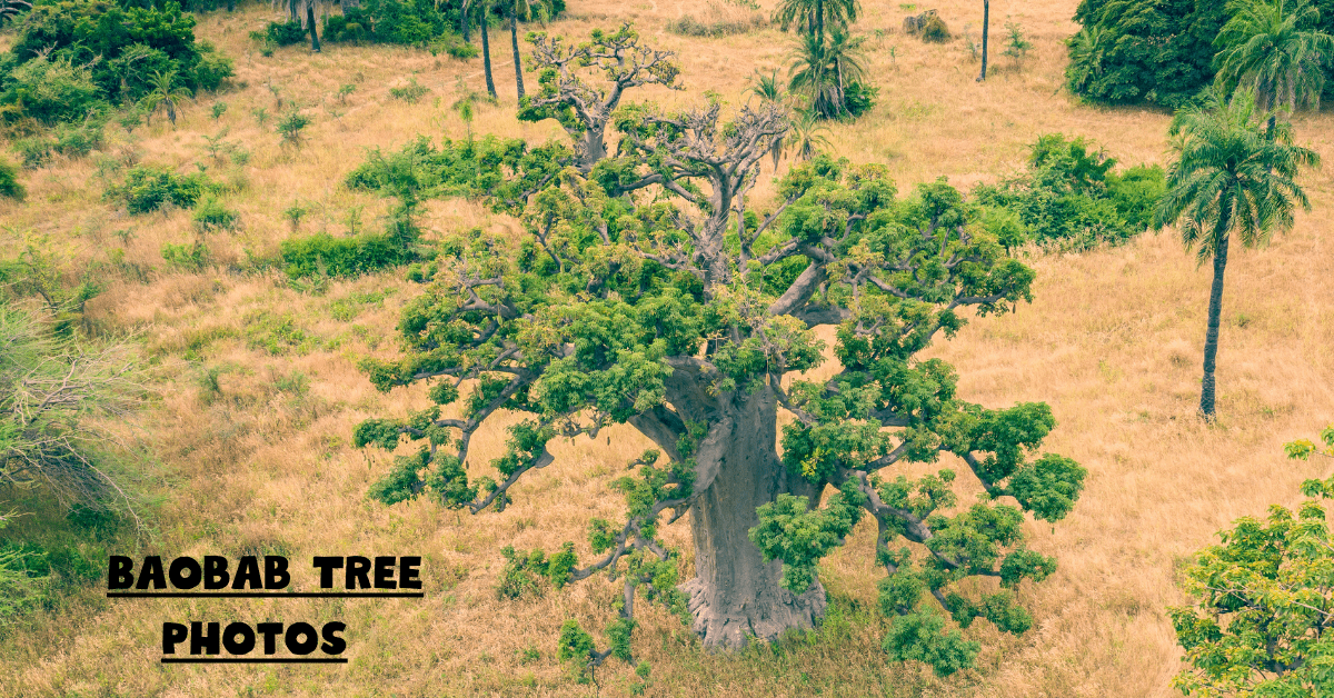 Baobab Tree Photos