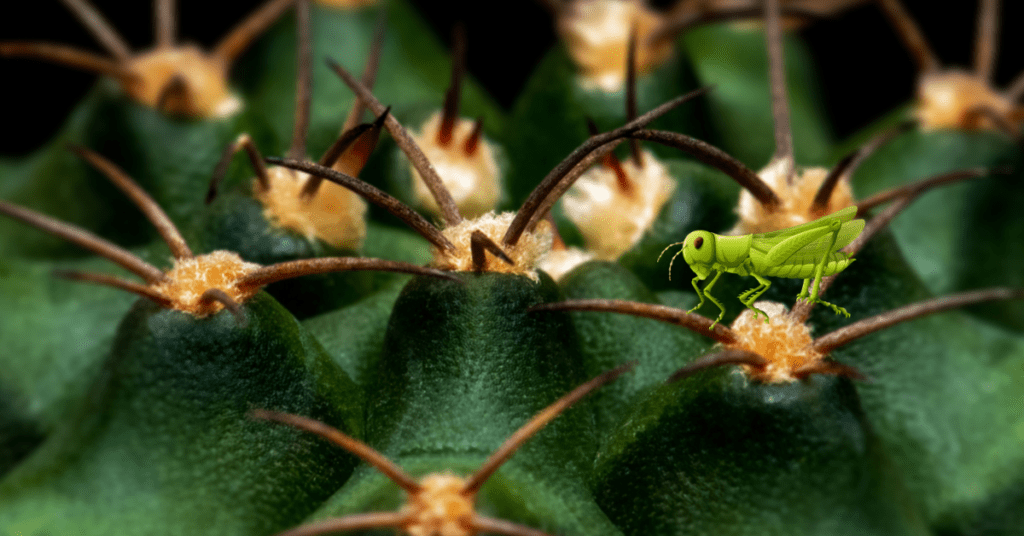 Black Locust Thorns (1)