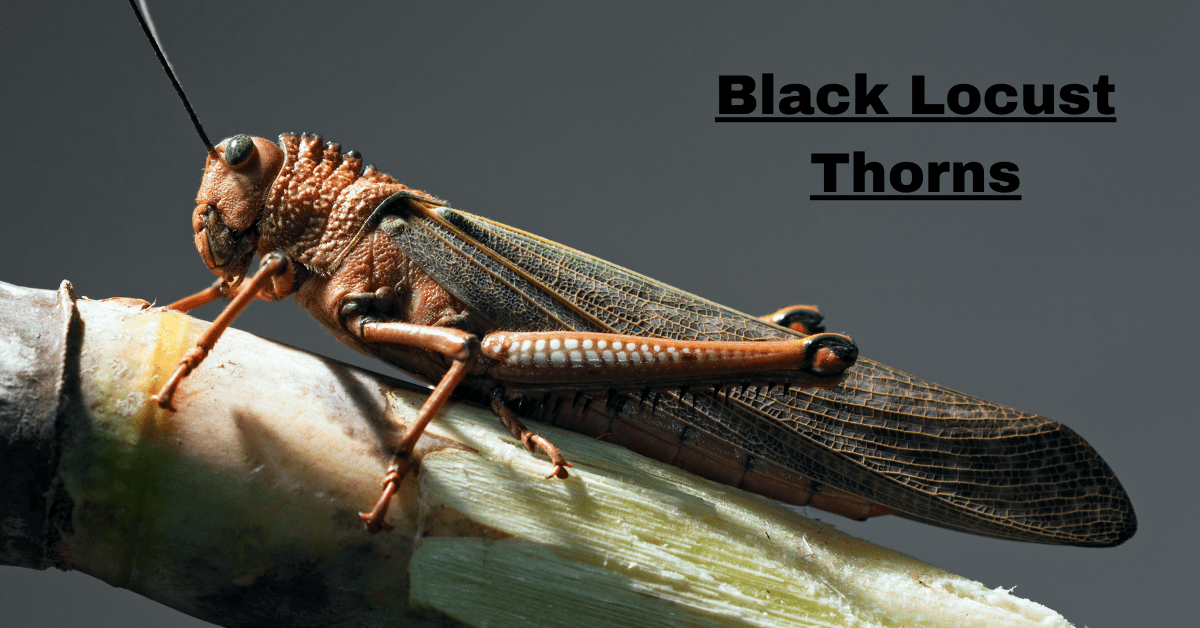 Black Locust Thorns: