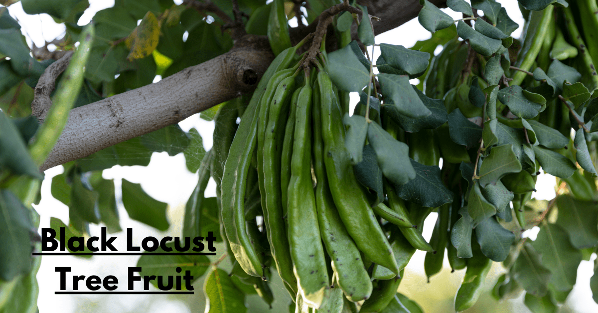 Black Locust Tree Fruit: