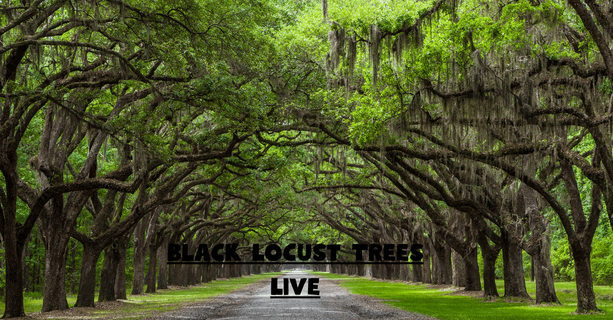 Black Locust Trees Live: